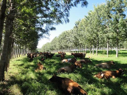 Integração Lavoura-Pecuária-Floresta: o que observar para um sistema silvipastoril sustentável e rentável?